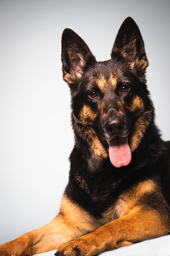 A vertical shot of a sitting German shepherd dog isolated on a white background