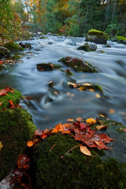 istock Vertical shot of river running through the forest 1453433492