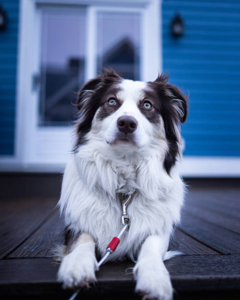 istock Black and white Australian Shepherd in front of a house 1453433544