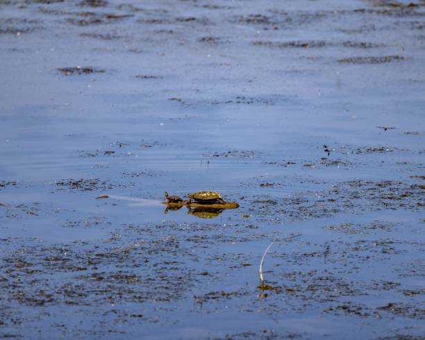 istock Small turtles on a branch of a tree in a lake 1453433606