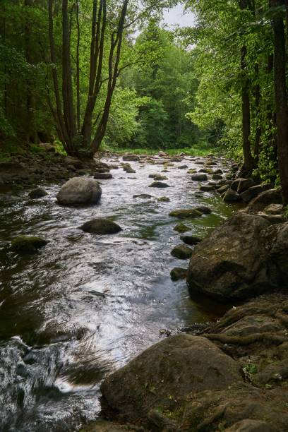 istock Vertical shot of river running through the forest 1453433608