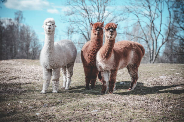 istock Adorable curious alpacas on a meadow in Sweden 1453433663
