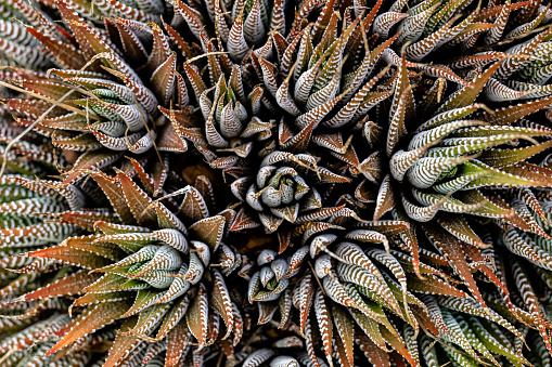 A close-up of a succulent plant native to the Eastern Cape region in South Africa, Zebra haworthia, common name zebra cactus.