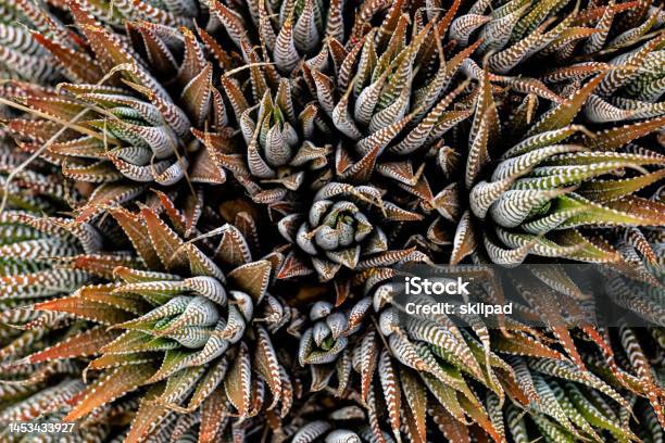 Zebra Haworthia Succulent Plant Stock Photo - Download Image Now - Beauty, Botany, Close-up