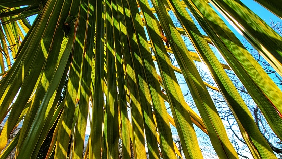 A view of a palm branch in a garden on a sunny day
