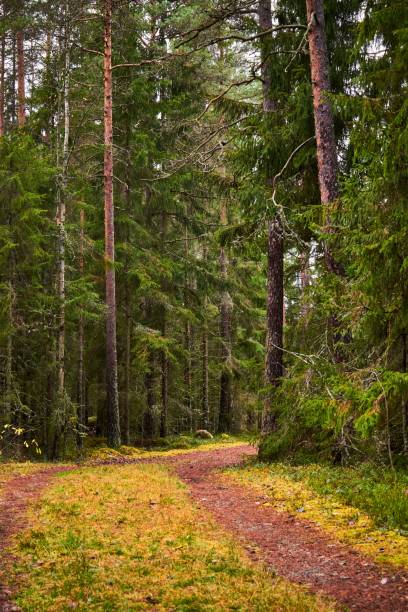 istock Vertical shot of unpaved pathway between trees in green forest 1453434104