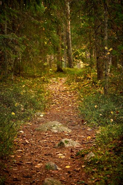 istock Vertical shot of unpaved pathway between trees in green forest 1453434112