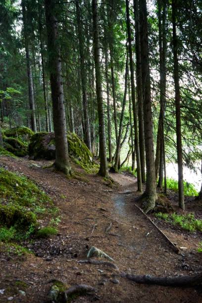istock Vertical shot of unpaved pathway between trees in green forest 1453434171