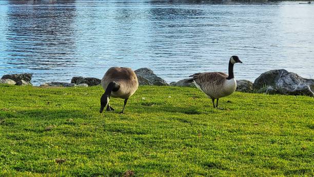 istock Canada geese (Branta canadensis) on the grass 1453434386