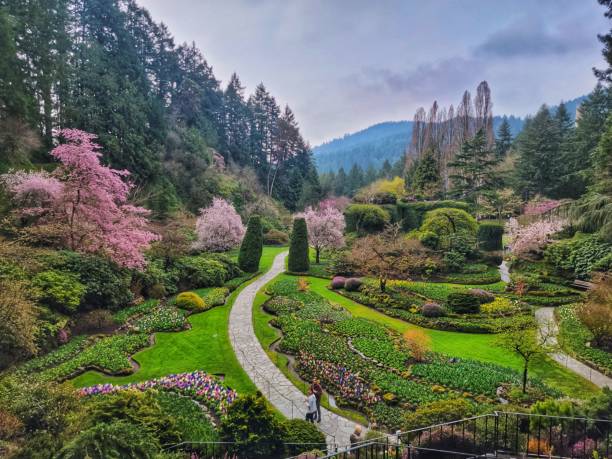 istock Natural view of beautiful pink cherry blossoms on tree branches in a park 1453434573