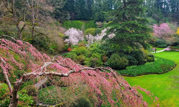 istock Natural view of beautiful pink cherry blossoms on tree branches in a park 1453434589
