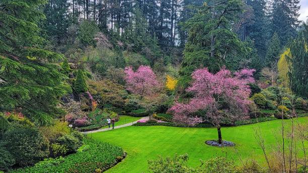 istock Natural view of beautiful pink cherry blossoms on tree branches in a park 1453434590