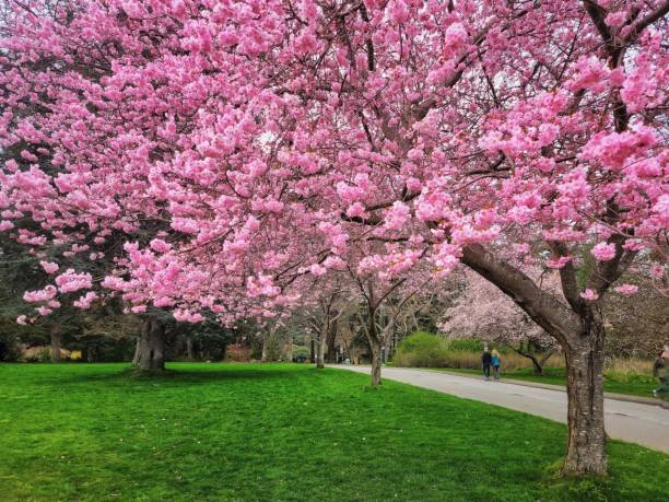 istock Natural view of beautiful pink cherry blossoms on tree branches in a park 1453434783