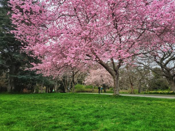 istock Natural view of beautiful pink cherry blossoms on tree branches in a park 1453434788