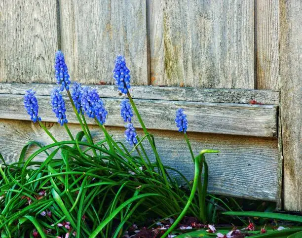A closeup of beautiful Garden grape-hyacinth plants growing in a garden on a sunny day