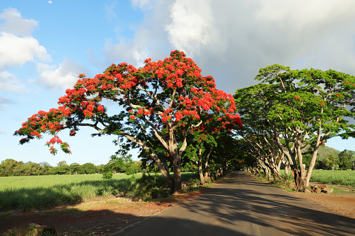 Erythrina blooming in Okinawa，Easter Island, Chile