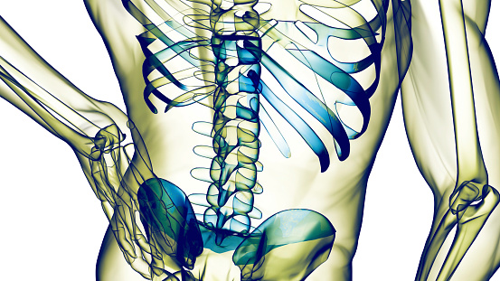 Male Skeleton in full body front view with labeled bones on a white background, computer generated image.