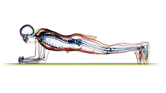 Thanks to the scientific analysis of the correct plank position, it is possible to develop more effective abdominal muscles. Waiting in the plank position increases body endurance with faster abdominal fat burning by stretching the muscles. MRI scanning of the human body skeletal, muscular and nervous systems with side view. / You can see the animation movie of this image from my iStock video portfolio. Video number: 1453185144