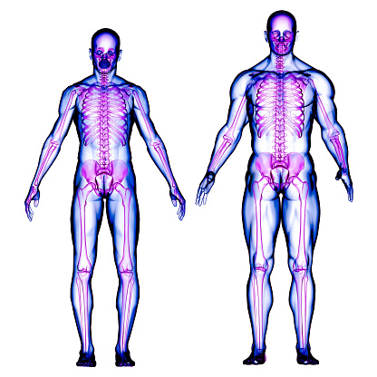 Image of head-to-toe scan of a normal and muscular man body. Comparison of human and super-human body. MRI scanning of the human body skeletal and muscular systems with front view. / You can see the animation movie of this image from my iStock video portfolio. Video number: 1453186022