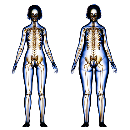 human skeleton in three views