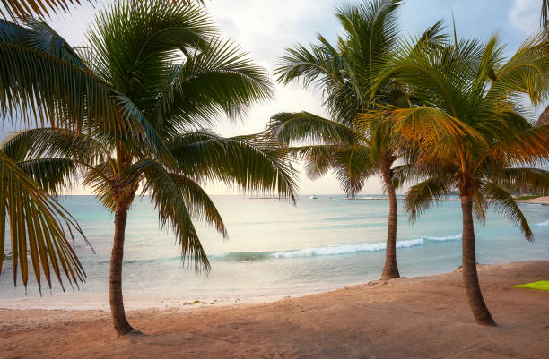 istock Mexico Caribbean coast tropical beach with coconut palm trees. 1453441302