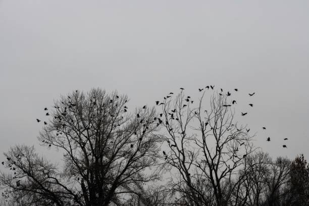 istock flock of crows in winter 1453442239