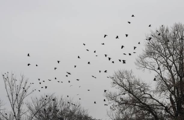 istock flock of crows in winter 1453442240