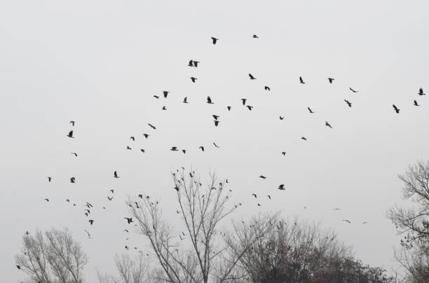istock flock of crows in winter 1453442241
