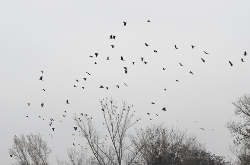 large group of crows taking of from bare trees at a winter park