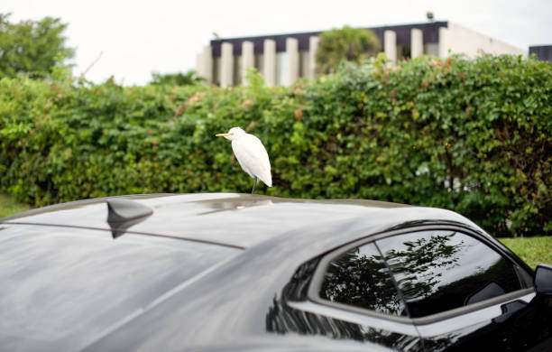 Bird Chilling in Miami Image composed during Christmas 2022 in Miami, Florida; it was an unseasonably cold South Florida Christmas, and the birds such as this egret were running for cover; the United States kendall stock pictures, royalty-free photos & images