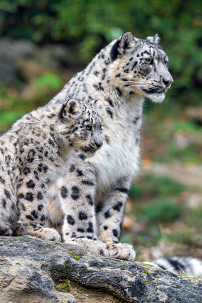 istock a cub with their parent leopard posing on the rock 1453442512