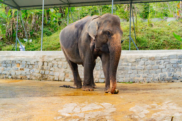 istock Asian elephant in captivity. 1453443212