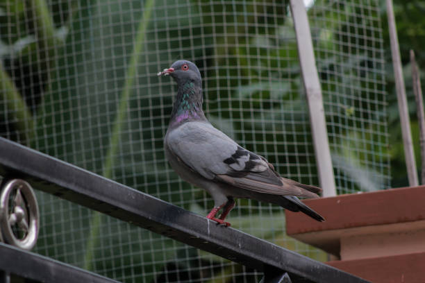 istock The dove on the fence is standing 1453443362