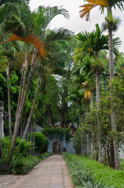 istock palms in a vietnam jungle 1453443380