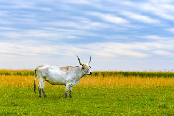 istock Bull with big horns in grass field 1453444524