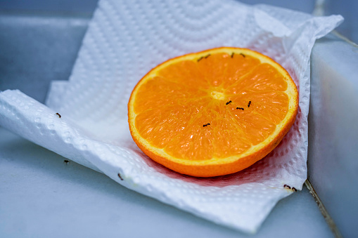 Picture of Half an Orange on a Napkin on a Kitchen Counter with Small Black Ants Eating the Pulp and Poisoning Themselves. Home Remedy Against Insects