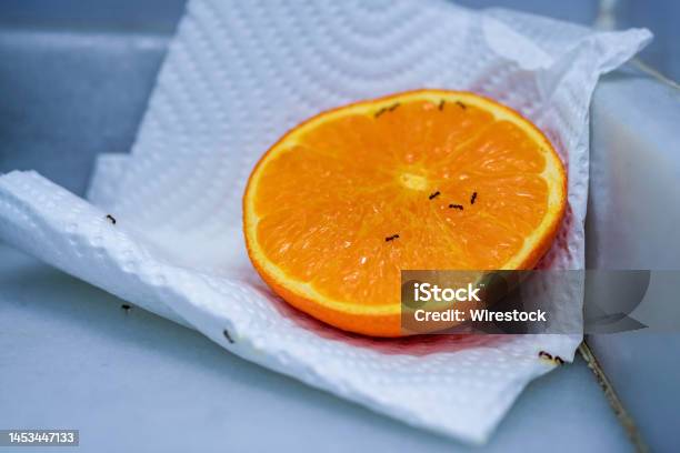Half An Orange On A Napkin On A Kitchen Counter With Small Black Ants Eating The Pulp And Poisoning Stock Photo - Download Image Now