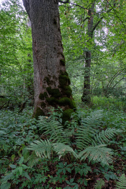 istock Monumental maple tree moss wrapped with some fern in front 1453447393