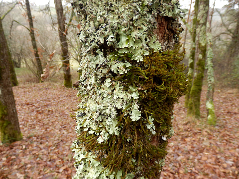 Close up of various types of lichen co-existing on an oak tree trunk