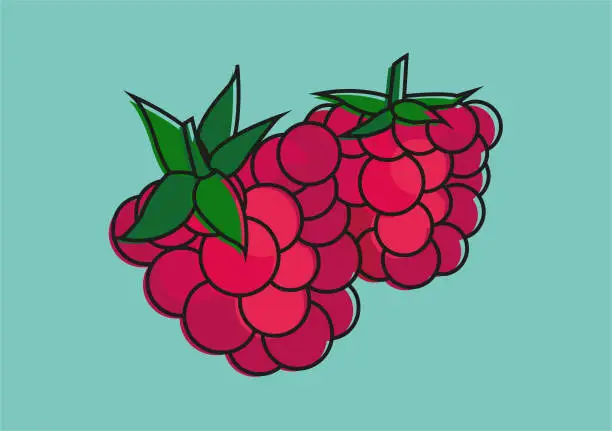 Vector illustration of raspberries