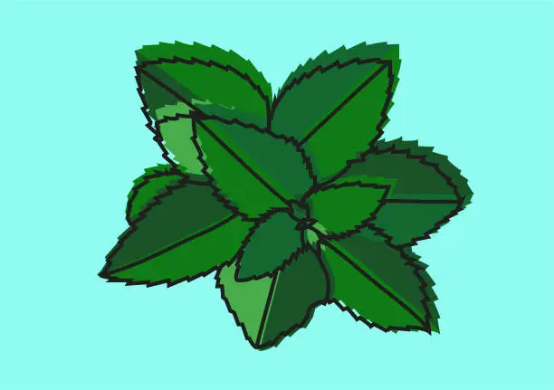 Vector illustration of Fresh mint