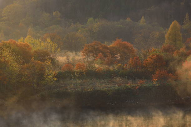 istock autumn leaves and fog 1453448330