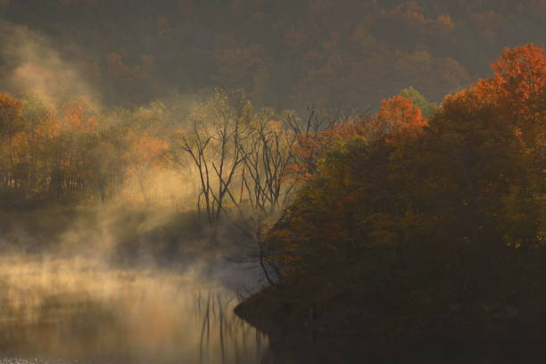 istock autumn leaves and fog 1453448345