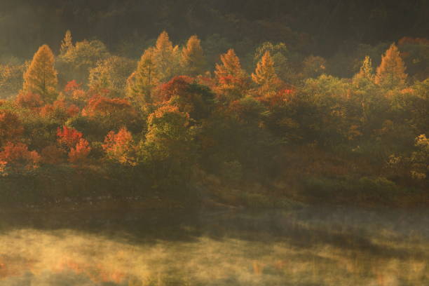 istock autumn leaves and fog 1453448347