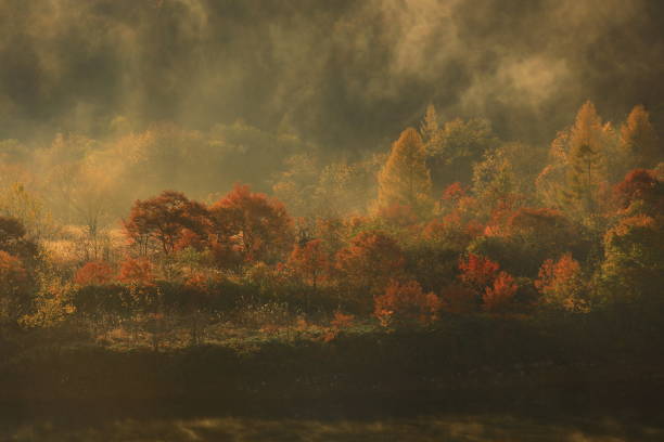 istock autumn leaves and fog 1453448352