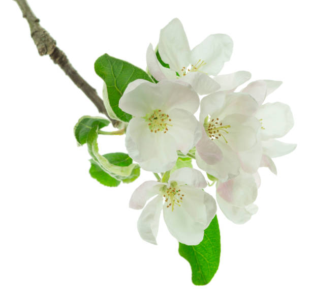 istock sprig of blossoming apple tree isolated on white background. apple tree in bloom. Blooming apple tree in spring time. 1453449955
