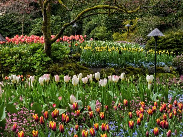 istock Different colorful flowers in the garden 1453450008