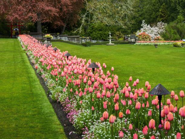 istock Pink tulip in the garden 1453450014