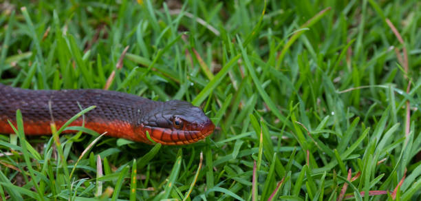 istock North Carolina snake on the grass 1453450106