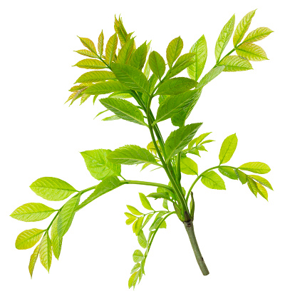Branches of elderberry. Green spring foliage. Green elderberry leaves. Medicinal plant. Herbal medicine. Healthy food concept. elderberry tea. Isolated.